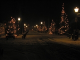 Kerstbomen in Lage Vuursche