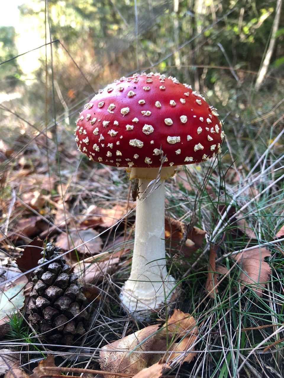 Pracht in Lage Vuursche