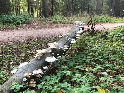 herfst 1 2022