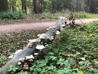 herfst 1 2022