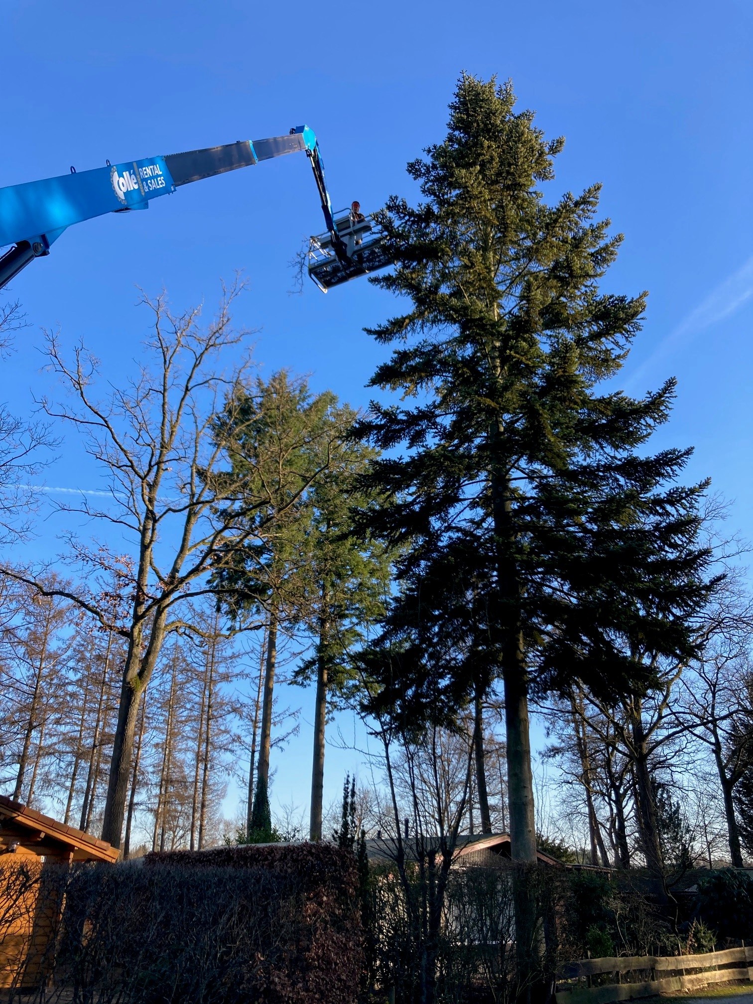 Jaarlijks boomonderhoud