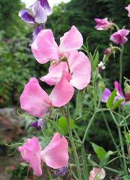 lathyrus