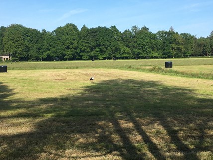 ooievaar 1