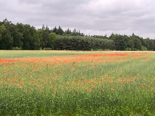 Boetselaarsveld