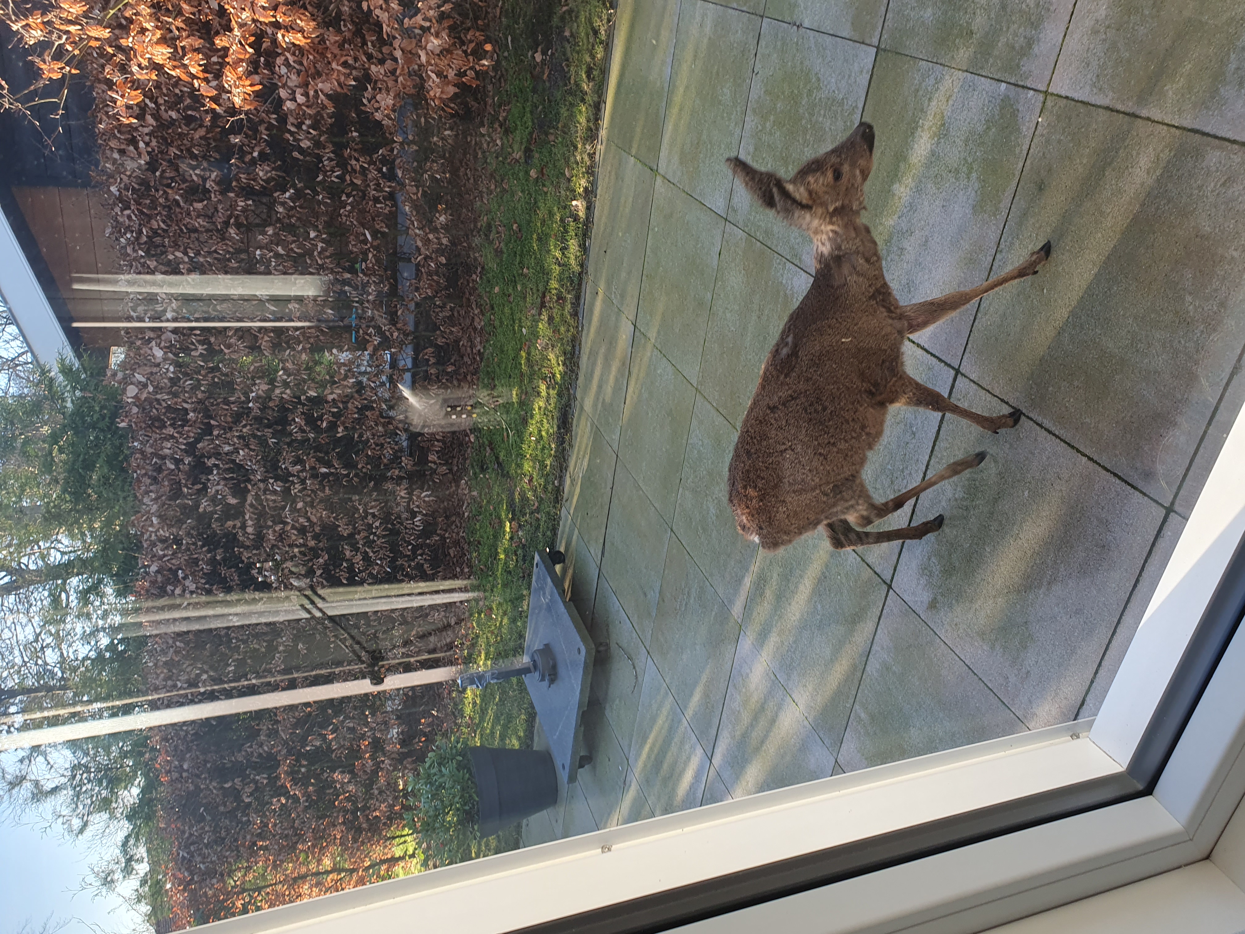 Wildlife op het park 