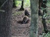 Dassen in het bos van het Utrechts Landschap.