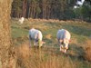 Bungalowpark ”De Spar”: rust en ruimte in de bossen van Lage Vuursche.
